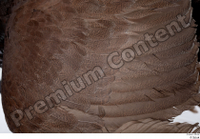  Western capercaillie back feathers wings 0002.jpg